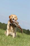 GOLDEN RETRIEVER 410